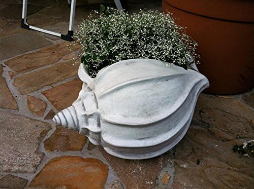 2 x Macetero caracola Macetero Maceta para plantas: Amazon.es: Jardín