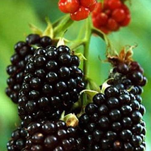 Yvetti 100Pcs Rare Raspberry/BlackBerry/Strawberry/Kiwi Seeds Easy to Grow Home Landscape Ornaments Delicious Non-GMO Organic Potted Fruit Yard Decor BlackBerry Seeds