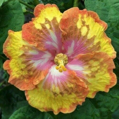 1 dancinng Devil Rooted Tropical Hibiscus Plant Ships Bare Root #TND31