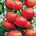 Climbing Trip-L-Crop Tomato Seeds (Italian Tree) Eee-normous yields!!!! (50 - Seeds)