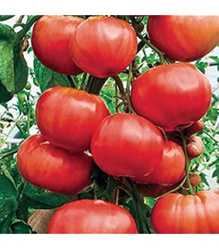 Seillas De Toate De árbol Italiano Para Epezar Toate Silvestre De