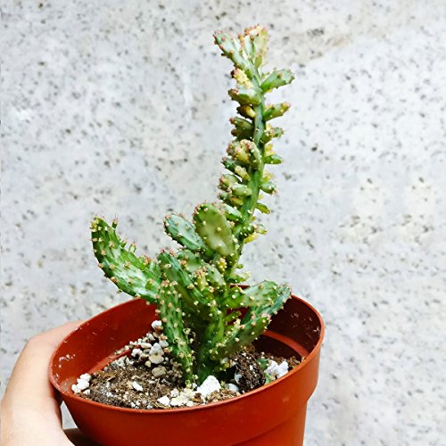 Variegated Opuntia Monacantha Succulent (4 inch) - Thumbnail 3