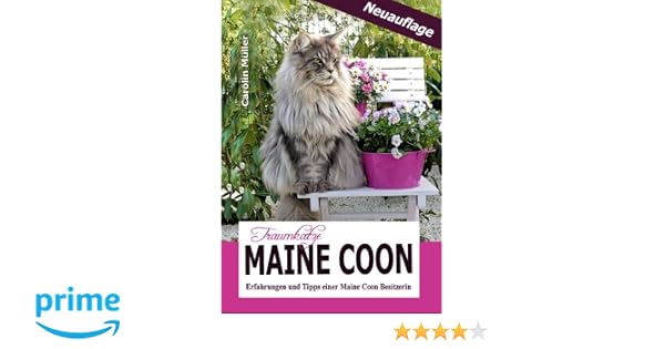 Traumkatze Maine Coon Erfahrungen Und Tipps Einer Maine