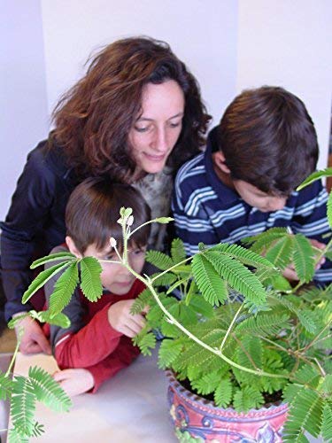 2 GET+WELL+GIFT+PLANT+TickleMe