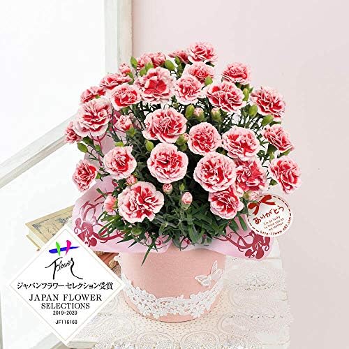 母の日ギフト イイハナ ドットコム カーネーション 鉢植え 5号 いちごホイップ 火 お届け期間 5月4日 セール価格 日 フラワーギフト 5月9日