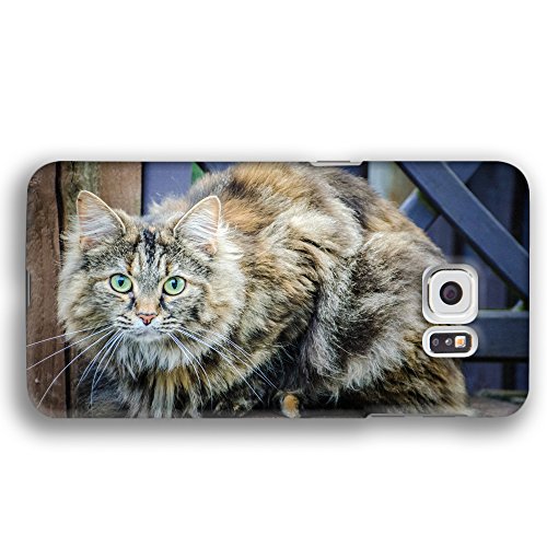 Top 10 Best Long Haired Calico Kittens For Sale Reviews 2017 2018