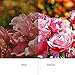 WPCTEV One Way Mirror Window Film Daytime Privacy Heat Control Film Solar Film Non-Adhesive Window Tint for Home and Office Brown & Silver 6 Mil 23.6 Inch x 13.1 Feet