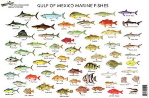 Brand Outlet Standard Map Fc001 Gulf Of Mexico Fish Chart Fishing Charts And Maps Sports Outdoors We Take Customers As Our God Weavers Org Uk Gulf Of Mexico Fishing Map