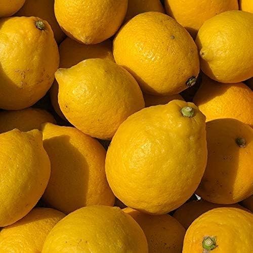 福田農場 熊本県産 防腐剤 防かび剤不使用 レモン 2kg ご家庭