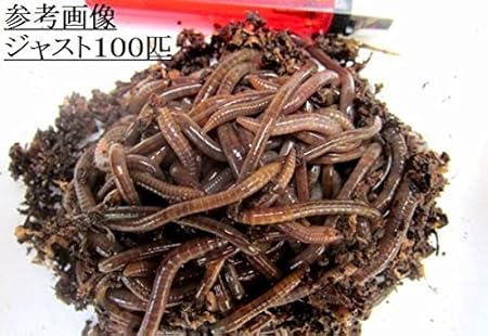 Amazon 急送 黒部産 天然 ミミズ ドバミミズ 午前中購入で 翌日着 磯 堤防釣り用