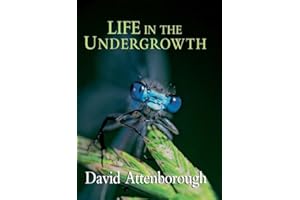 Life in the Undergrowth