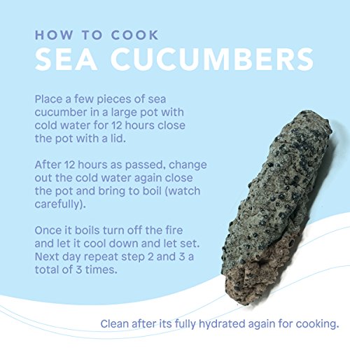 SB Organics Carribbean Badionotus Medium - Wild Caught Sea Cucumber Dried All Natural Nutritious - 8 oz. - Thumbnail 4