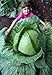 HUGE O-S Cross Giant Cabbage - 50 Seeds - 70lb HEAD by Hirt's