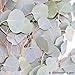 Fresh Cut Eucalyptus Silver Dollar - Greens Foliage - Wedding DIY Bulk Event Flowers (2 Bunches (18-20 Stems))
