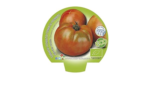 Plantel de tomate híbrido Katón ecológico (12 unidades): Amazon.es ...