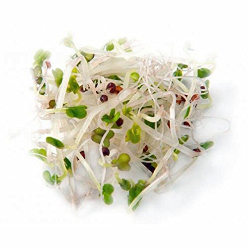 "COOL BEANS n SPROUTS" Brand Broccoli Seeds for Sprouting Microgreens, 8 oz Bag,A superfood packed with antioxidants and health-promoting nutrients. A small town family run USA business.Thank you ! - Thumbnail 2
