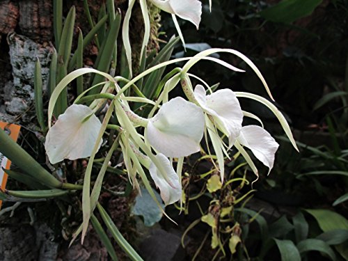 Brassavola nodosa from the Orchid family with 28000 species .