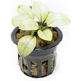 SubstrateSource Anubias Barteri White Broadleaf Rare Live Aquarium Plants - Freshwater Fish Tank Decorations