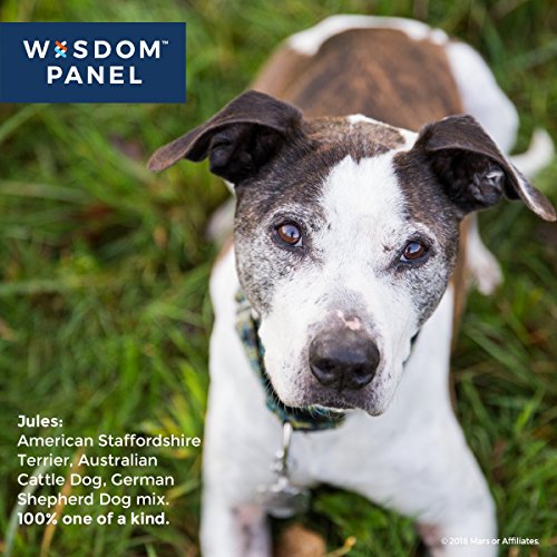 wisdom panel 3.0 breed