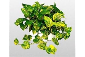 JM BAMBOO Golden Devil's Ivy - Pothos - Epipremnum - 6" Hanging Pot - Very Easy to Grow Unique from Jmbamboo
