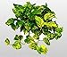 Golden Devil's Ivy - Pothos - Epipremnum - 6" Hanging Pot - Very Easy to Grow unique from Jmbamboo