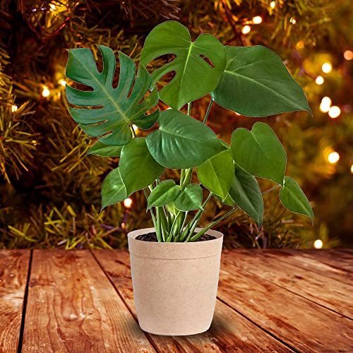 Brighter Blooms - Monstera Swiss Cheese Plant - Charming Tropical Plant
