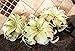 Tillandsia Xerographica Air Plant, Tillandsia Air Plants Live Large Indoor Plants Live Houseplants, Exotic Plants for Succulent Terrarium, Fairy Garden Decor, Succulents Live Plants by Plants for Pets