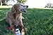 Best Joint Supplement For Senior Dogs - Glucosamine, Chondroitin, MSM & Turmeric - Supports Healthy Hip & Joints, Fights Inflammation & Arthritis Pain Relief FETCHLY #1 Chews Small & Large Dog Breeds