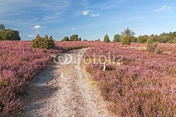 Leinwand Bild 80 X 50 Cm Weg Durch Bluhende Heidelandschaft Bei
