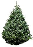 Hallmark Real Christmas Tree, Fraser Fir, 6 Foot To 7 Foot, No Stand