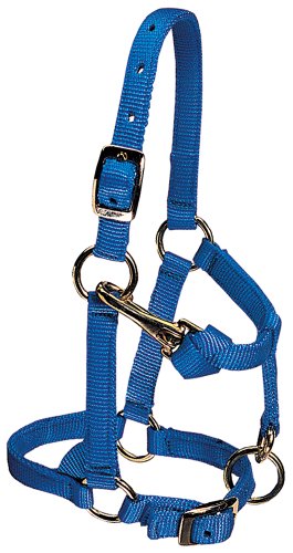 Weaver Leather Miniature Horse Adjustable Chin and Throat Snap Halter, Average, Blue