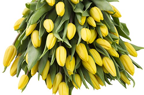 Farm2Door: 50 Yellow Tulips Fresh from Holland - Farm Direct Wholesale Fresh Flowers - Thumbnail 2