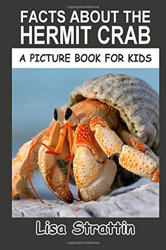 hermit crabs for kids