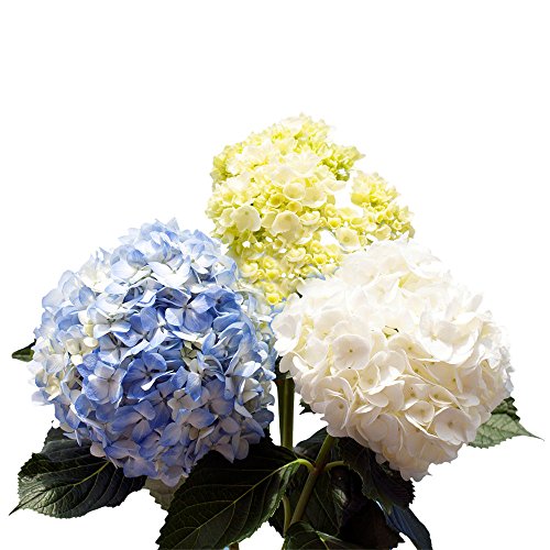 GlobalRose Hydrangeas- 10 Assorted Color Flowers- Fresh Cut For Delivery - Thumbnail 7