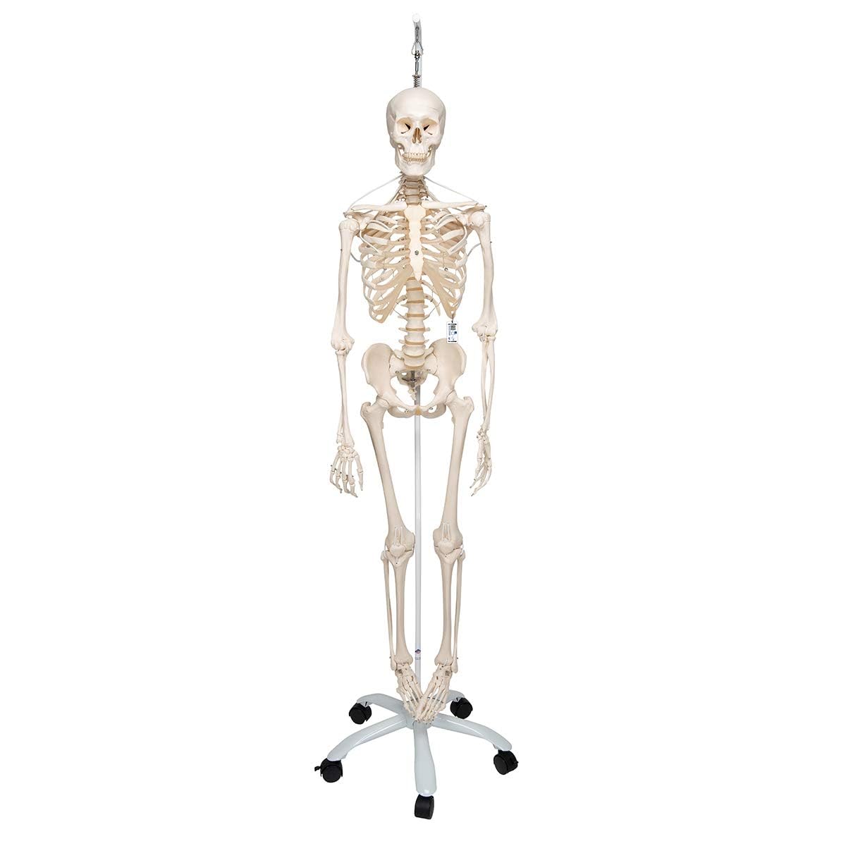 3B Scientific Human Anatomy Skeleton Model Frank - Functional and Physiological, On Hanging Stand A15/3S + free anatomy software - 3B Smart Anatomy