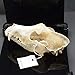 dog Skull Taxidermy supplies art bone vet medicine 1:1