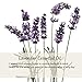 Kneipp Lavender and Vanilla Bubble Bath, 13.52 fl oz