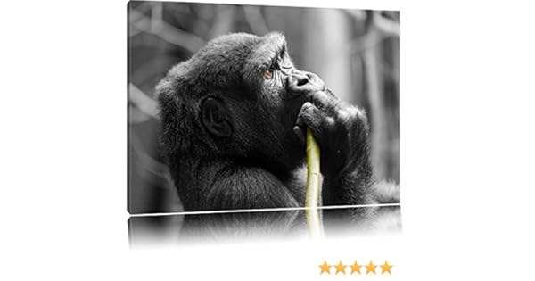 amazon gorila niña