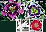 Bulk 2 Daylily Seeds 110 Seeds Upc 646263360866 + 2 Plant Markers Phil