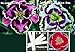Bulk 2 Daylily Seeds 110 Seeds Upc 646263360866 + 2 Plant Markers Phil