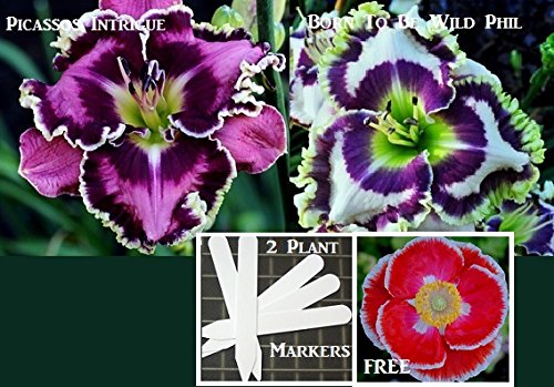 Bulk 2 Daylily Seeds 110 Seeds Upc 646263360866 + 2 Plant Markers Phil