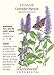 Hyssop Lavender Seeds - 250 mg - Perennial