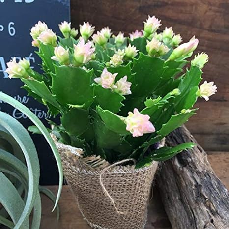 Amazon コンペイトウピンク デンマークカクタス 花 観葉植物 人工観葉植物 オンライン通販