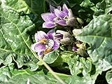 25 Seeds of Mandrake Autumn/Mandragora autumnalis