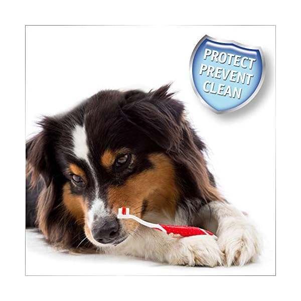 Beaphar-Toothbrush-and-Toothpaste-Kit-100g Beaphar | Toothbrush & Toothpaste Dental Care Kit | For Dogs & Cats | Includes a Double-Ended Toothbrush & Liver…