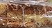 GREENLEES BAKERY Bread Cinnamon, 20 OZ