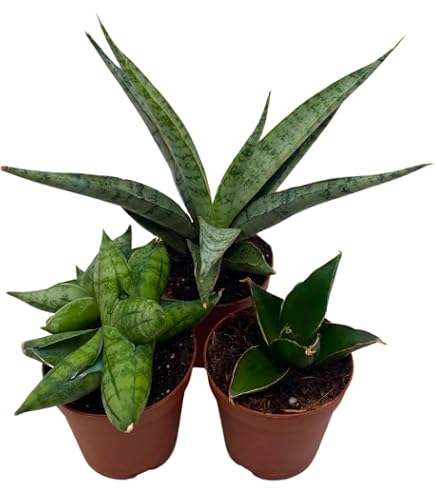 cacti and succulent plants for sale Baby Cacti & Succulents Assortment main image 1