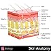 Hyaluronic Acid Serum, Vibrant Elastic Skin Again, Scientifically Designed Anti-Aging, Anti-Wrinkle Complex Packed With Vitamins A, C, D, And E-Superb Moisturizer Results In Timeless Glowing Skin