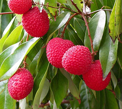 Coconut Lagoon Live Sweet Lychee Litchi Fruit Plant (1 Healthy Live Plant)