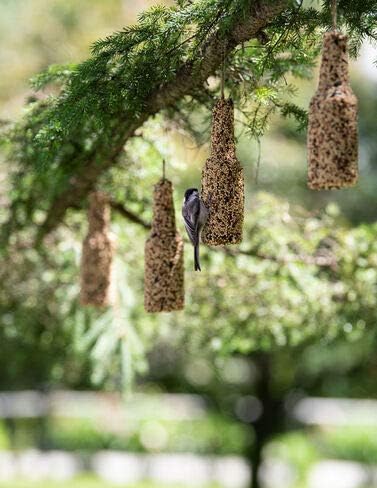 Amazon Com Gardenders Supply Company Backyard Bird Brew Birdseed